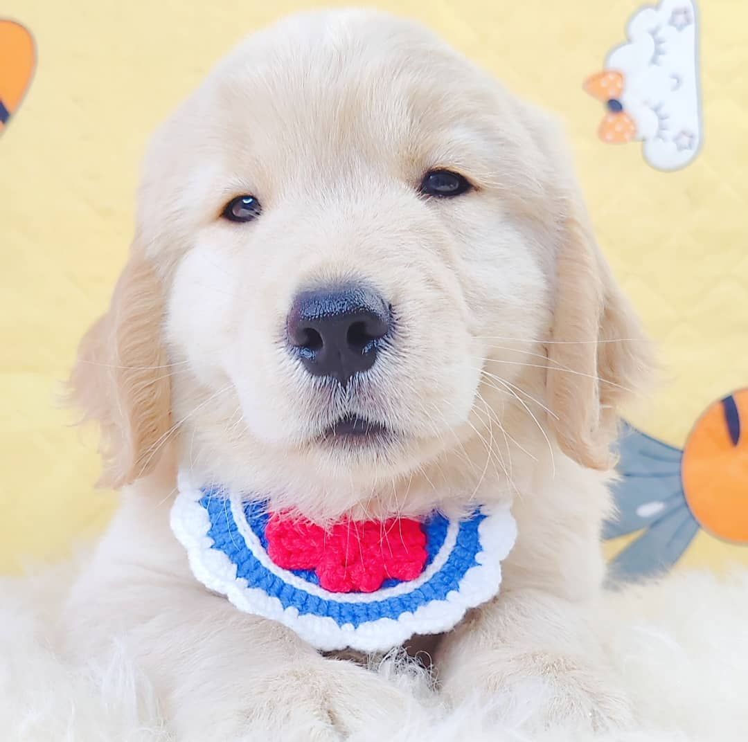 Golden Retriever 黄金猎犬