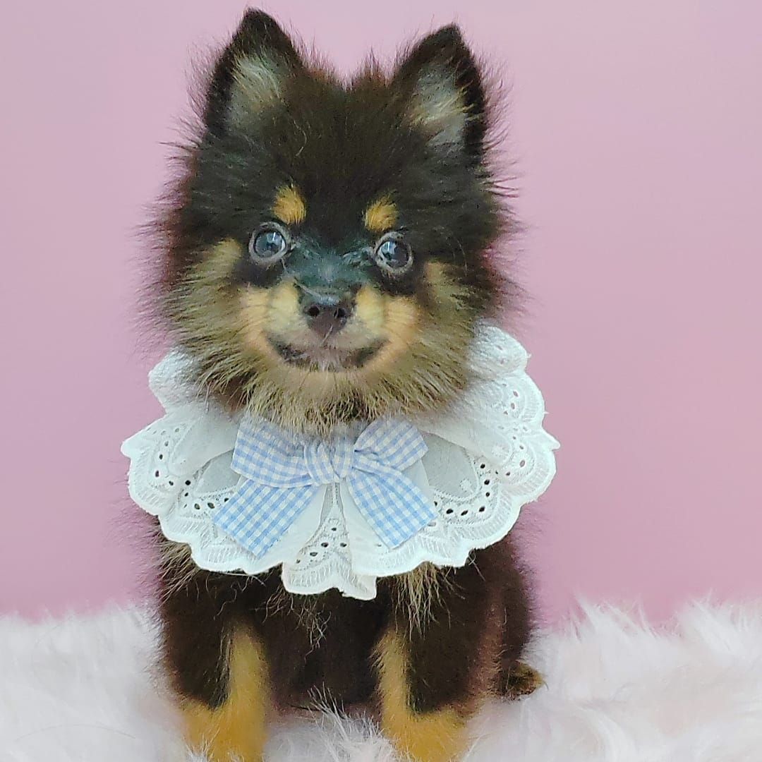 Pomeranian 博美