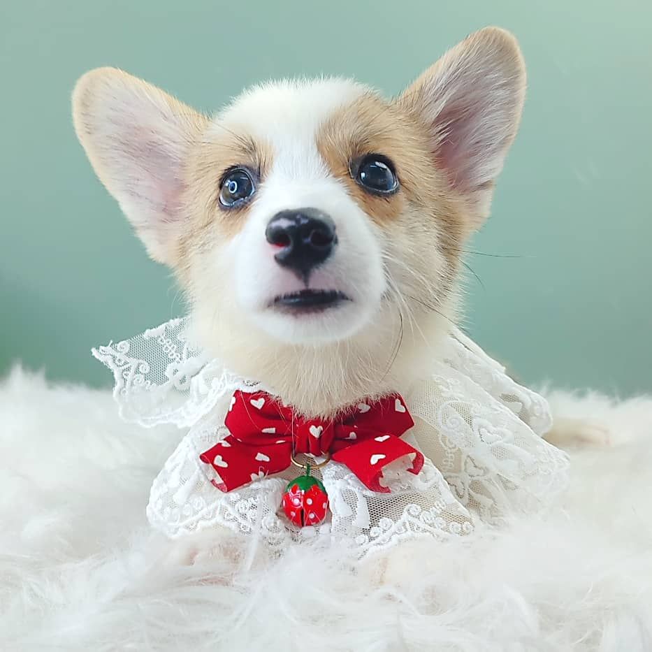 Corgi 柯基