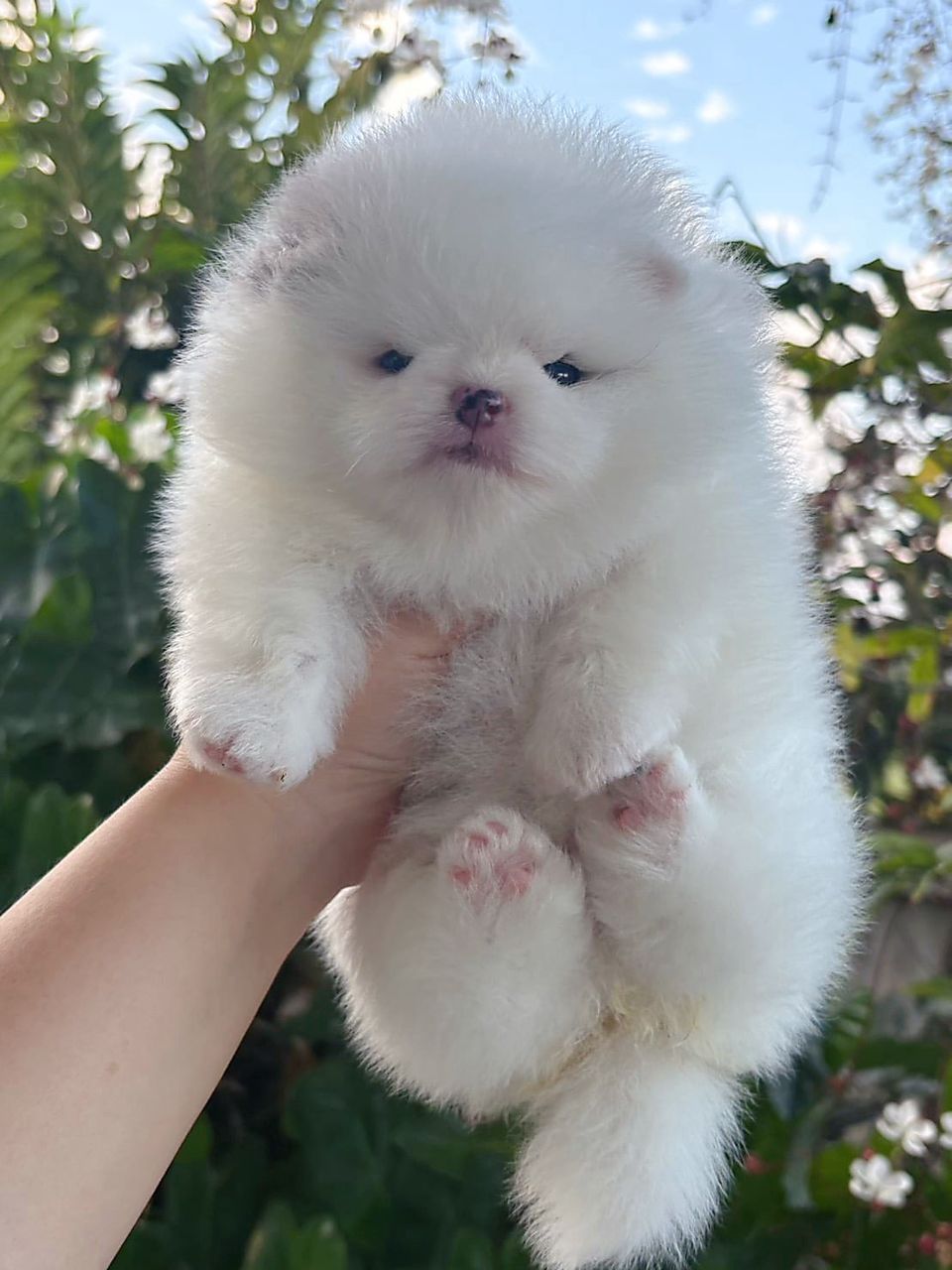 Pomeranian 博美
