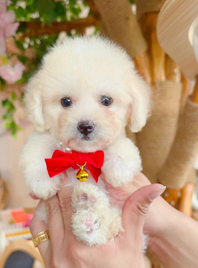 Poodle 娉拌开璐靛