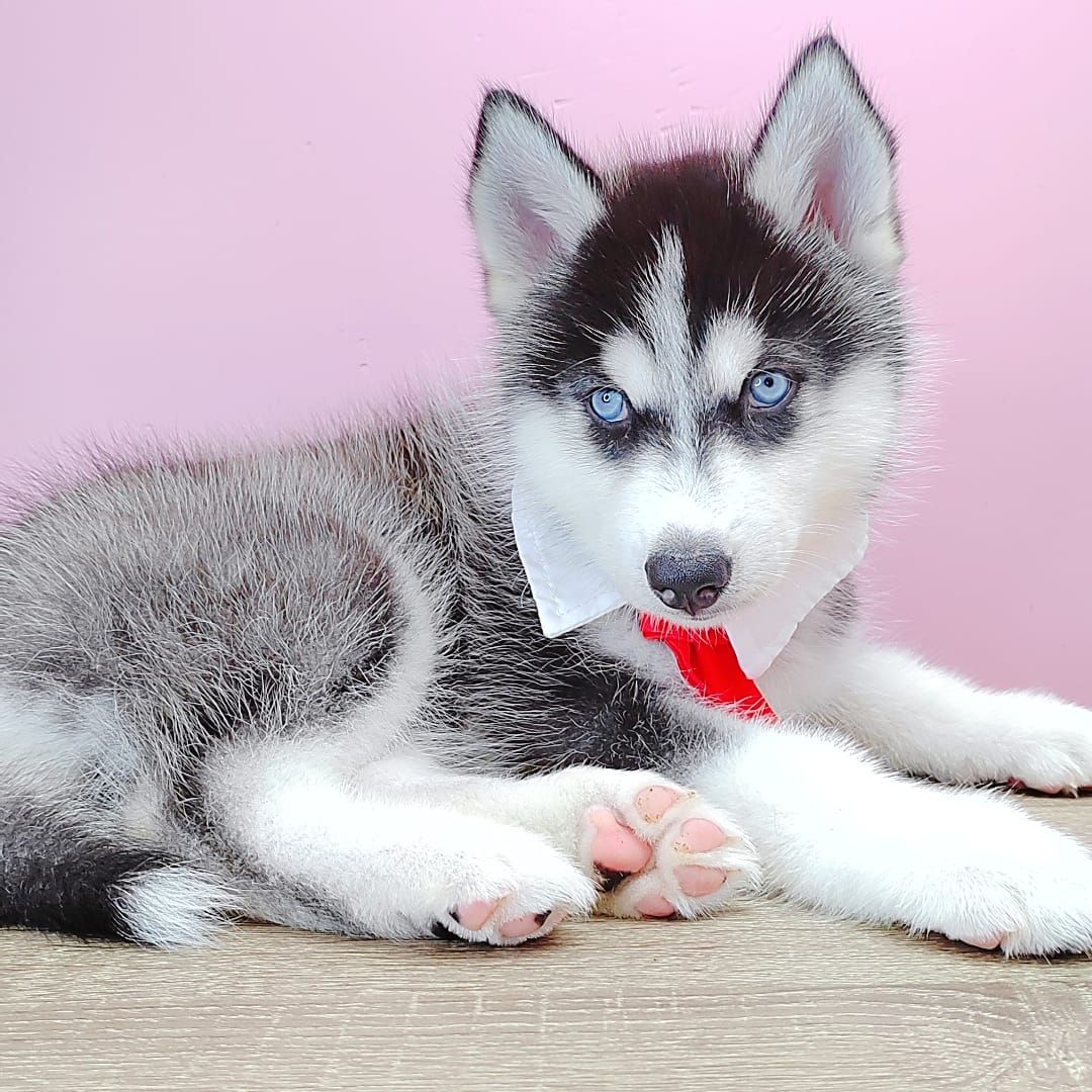 Alaskan Husky 阿拉斯加哈士奇