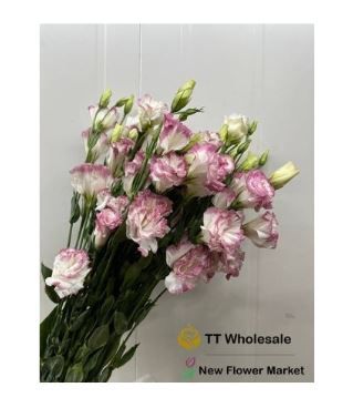 Fresh Cut Eustoma (Lisianthus) – Perfect for Weddings & Gifts