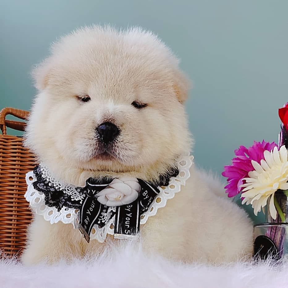 Chow Chow 松狮犬