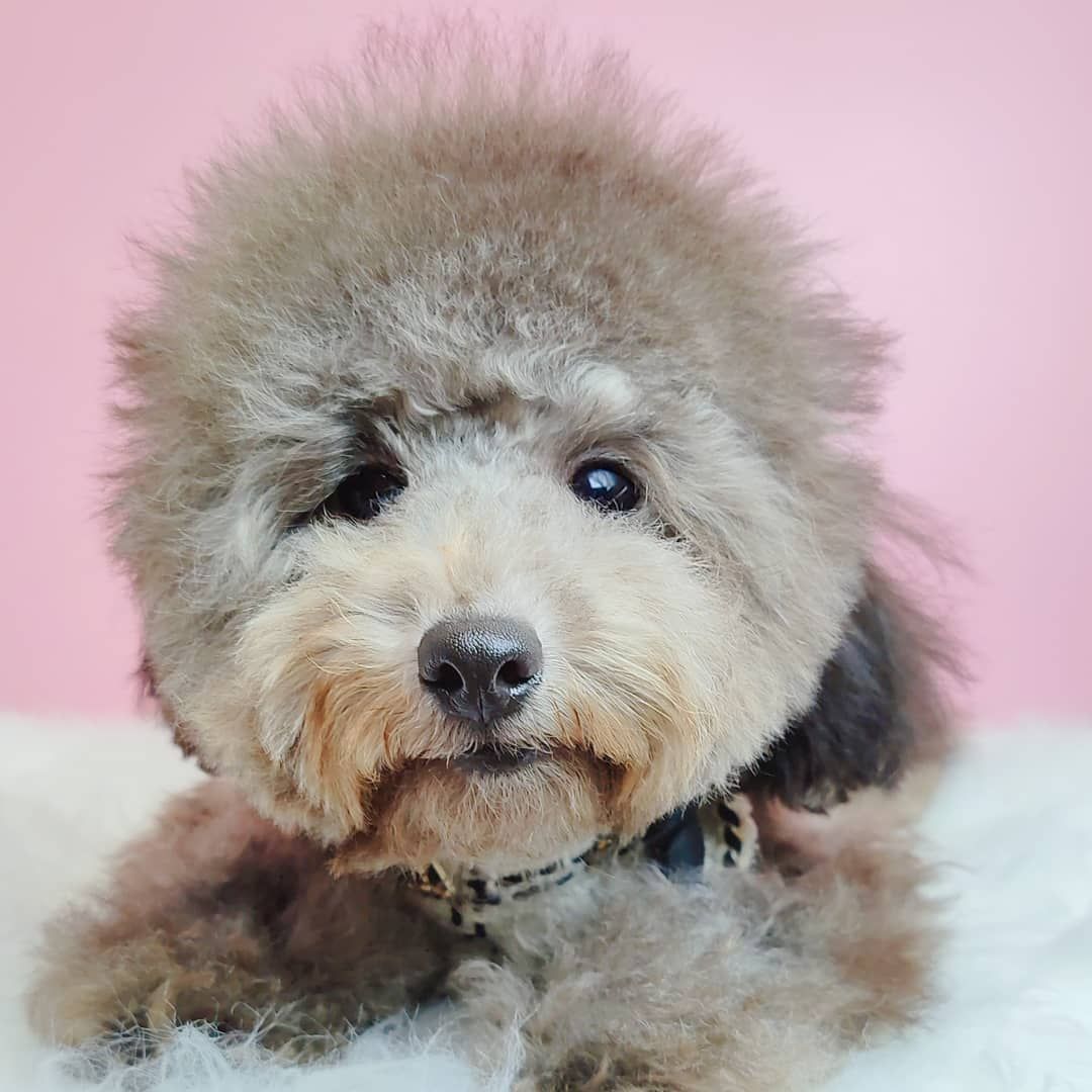 Poodle 娉拌开璐靛