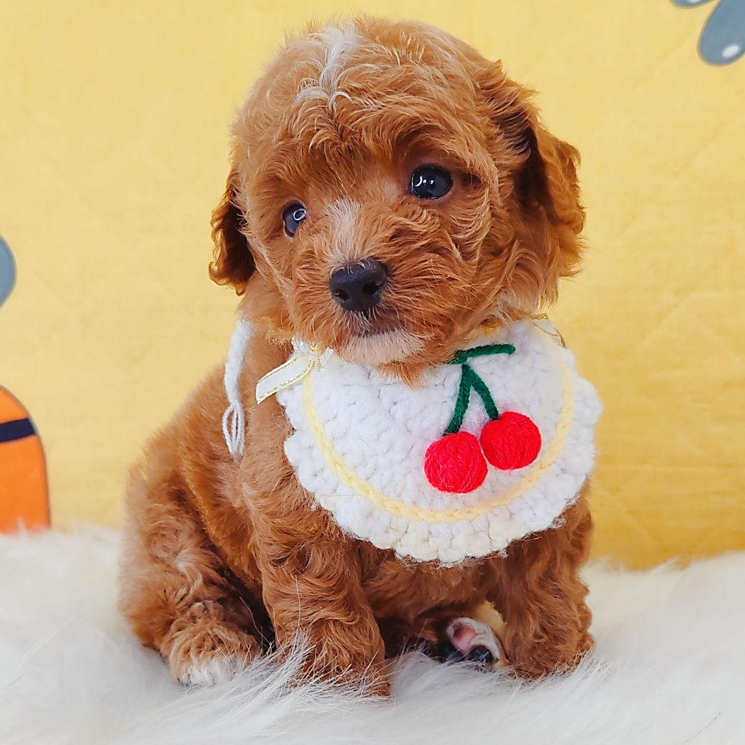 Poodle 娉拌开璐靛