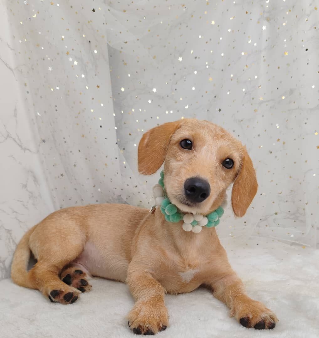  Minature Dachshund 腊肠狗