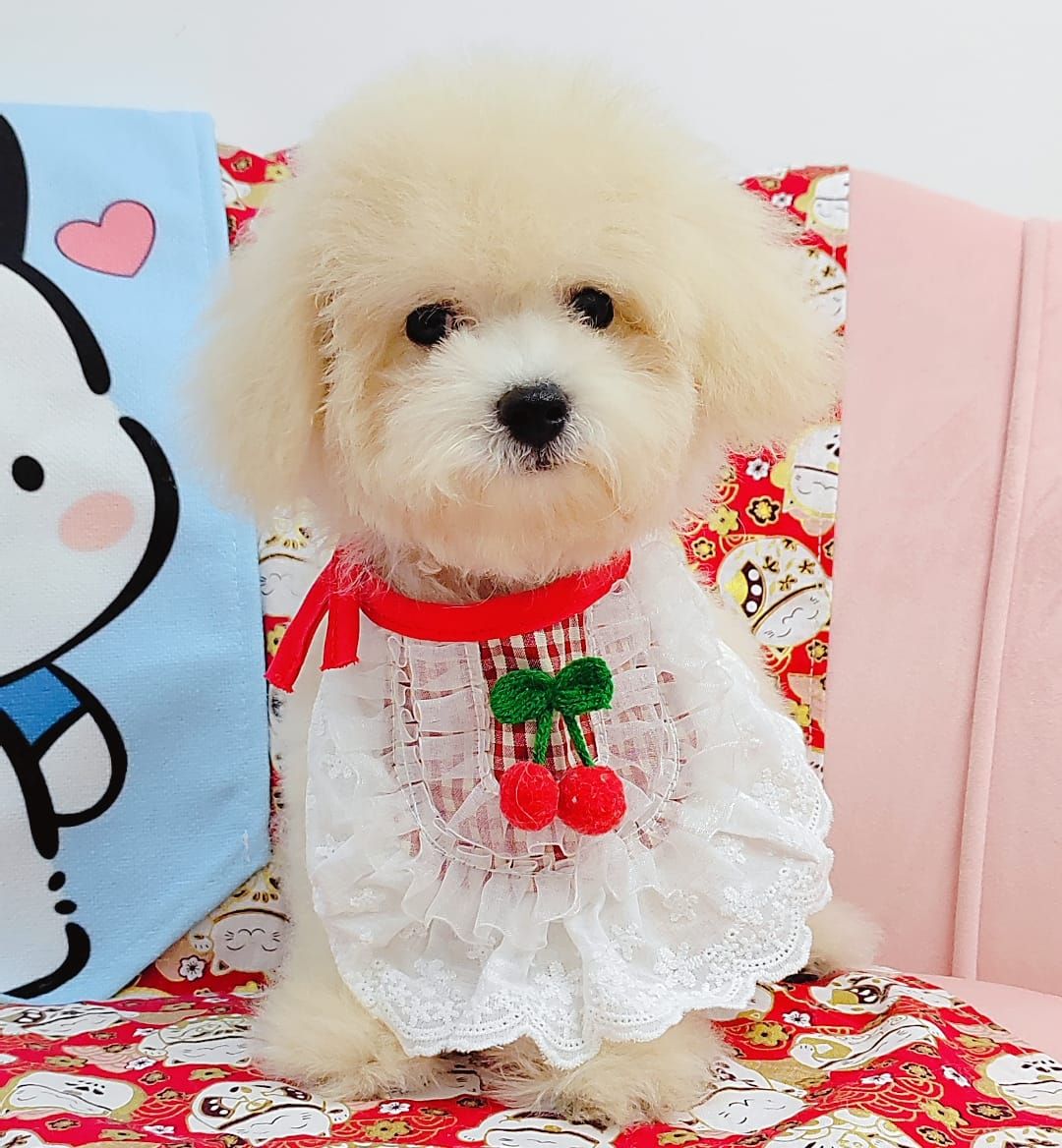 Maltipoo 马尔泰迪