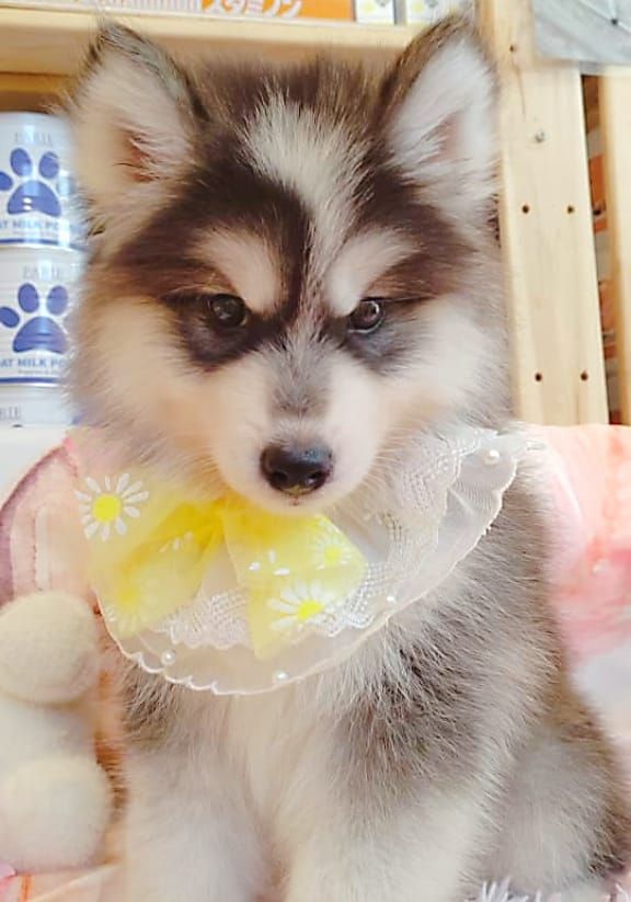 Wooly Husky 哈士奇