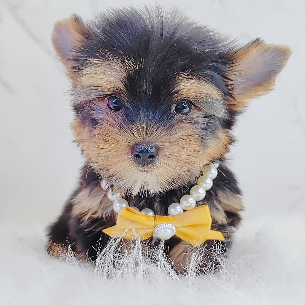 Yorkshire Terrier 约克夏