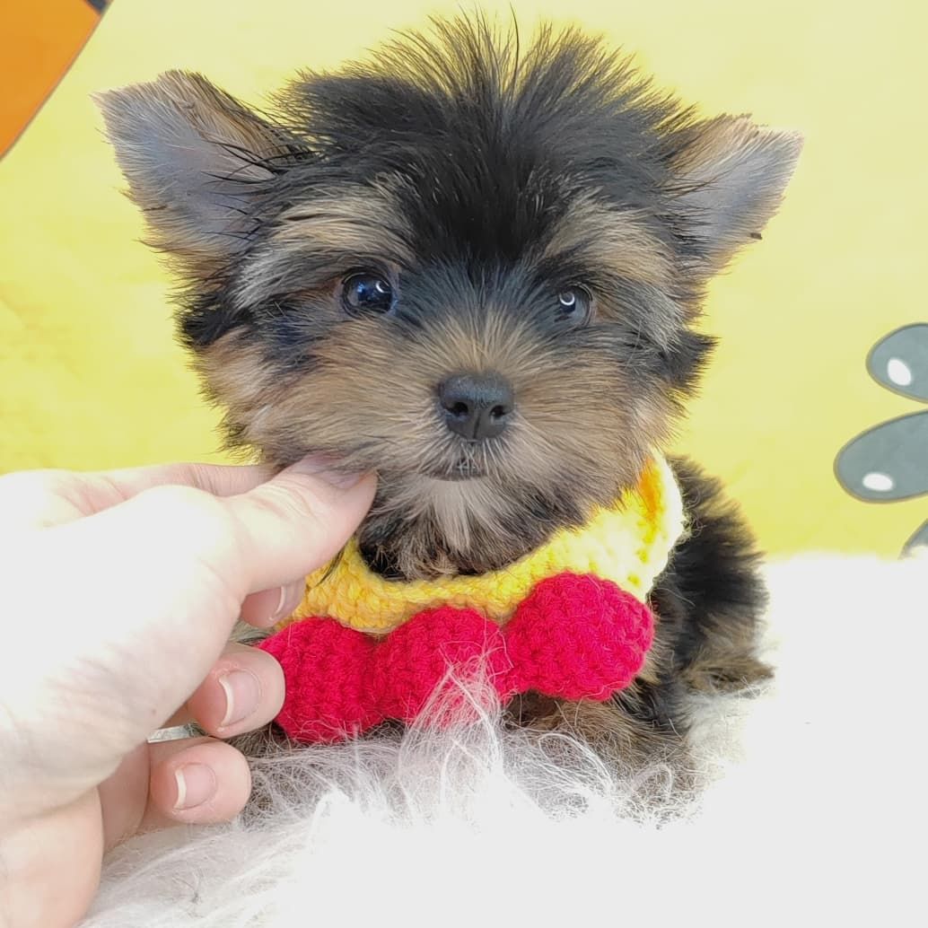 Yorkshire Terrier 约克夏