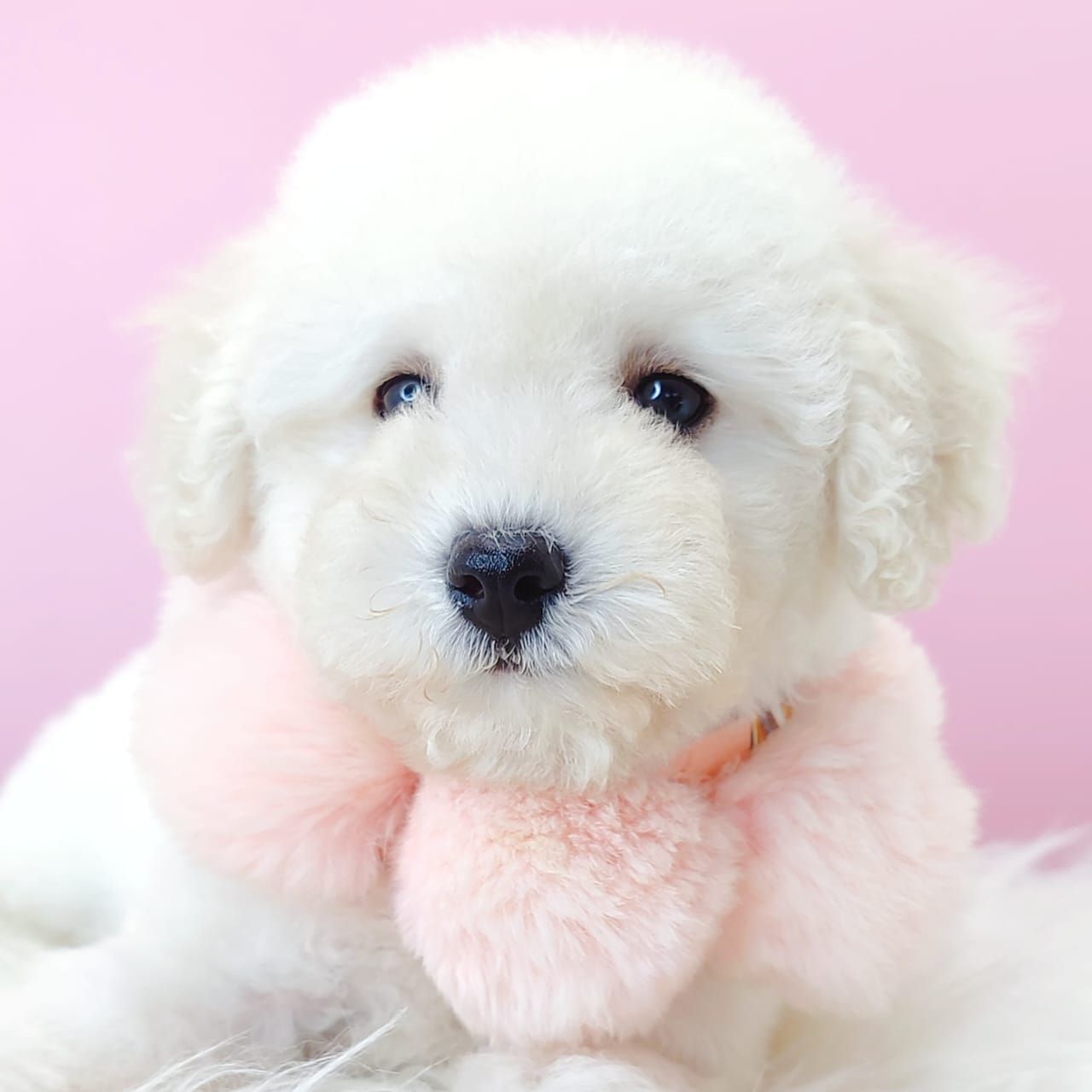 Poodle 娉拌开璐靛