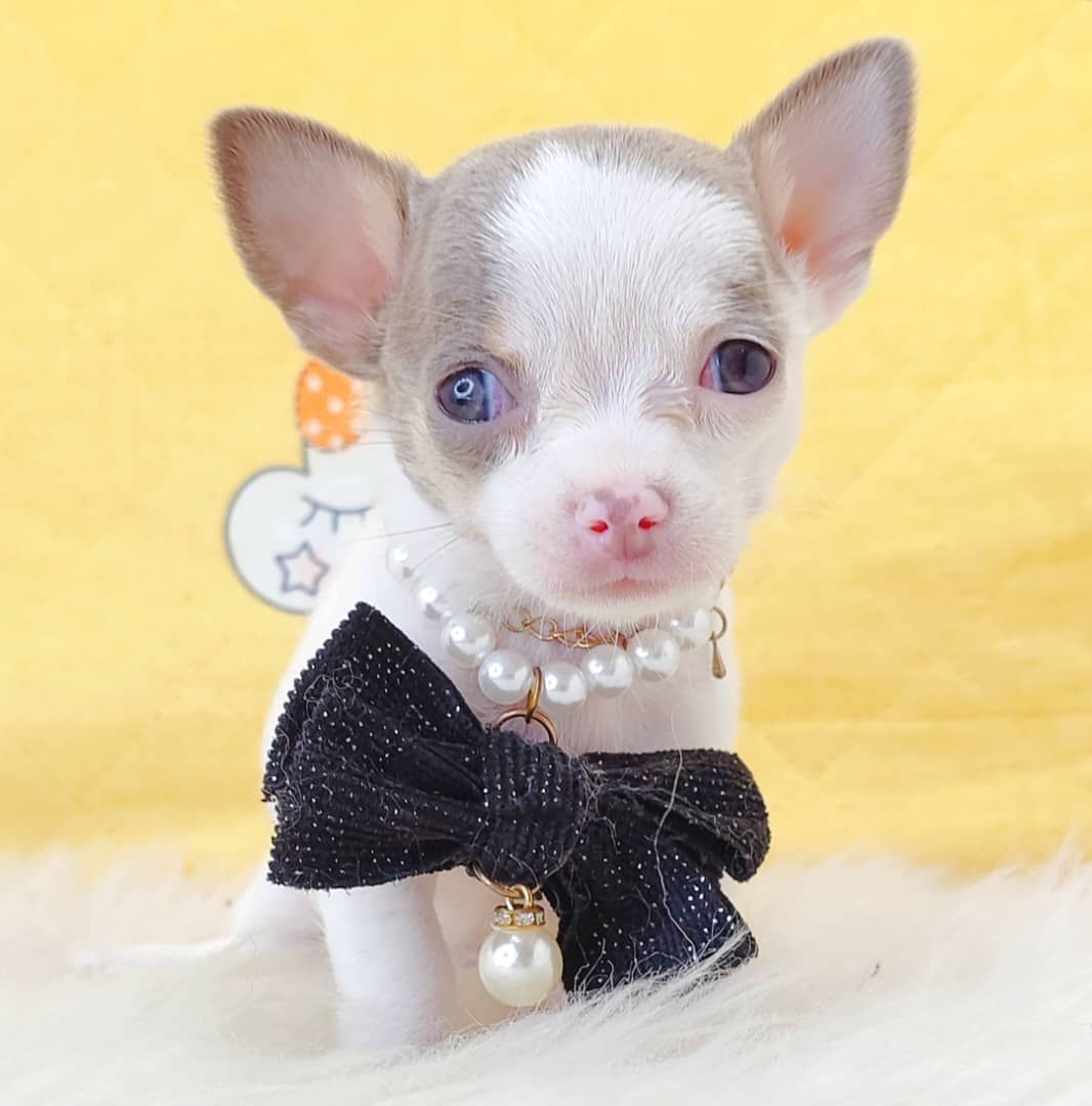 Chihuahua 吉娃娃