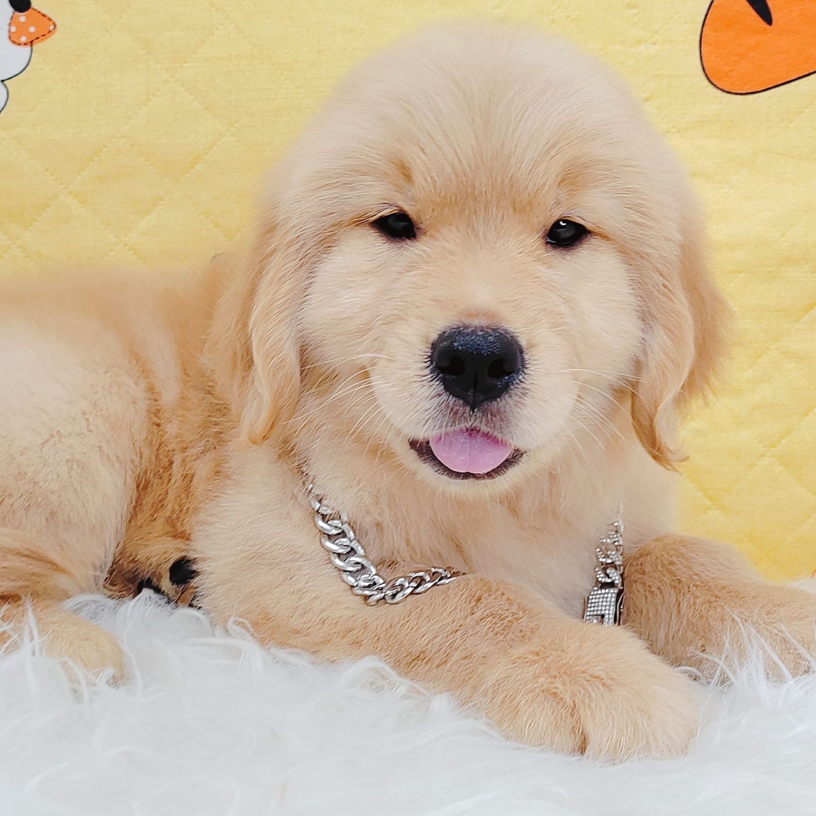 Golden Retriever 黄金猎犬