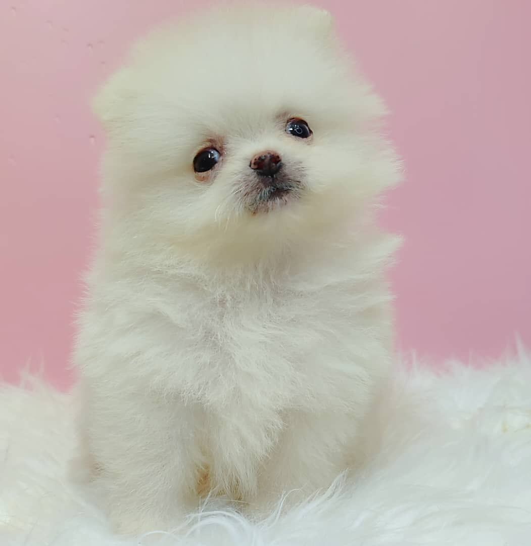 Pomeranian 博美