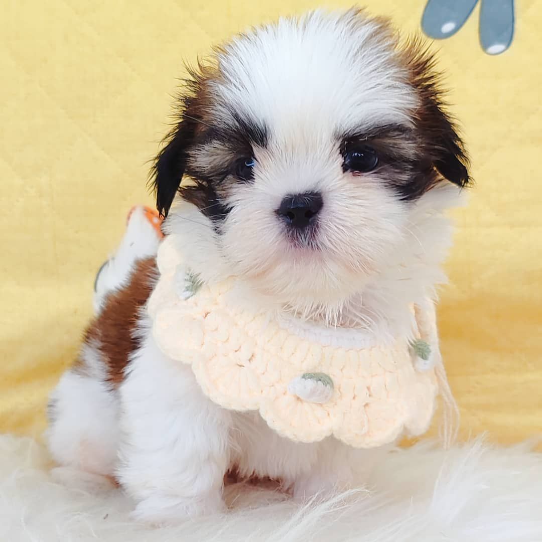 Shih Tzu 西施