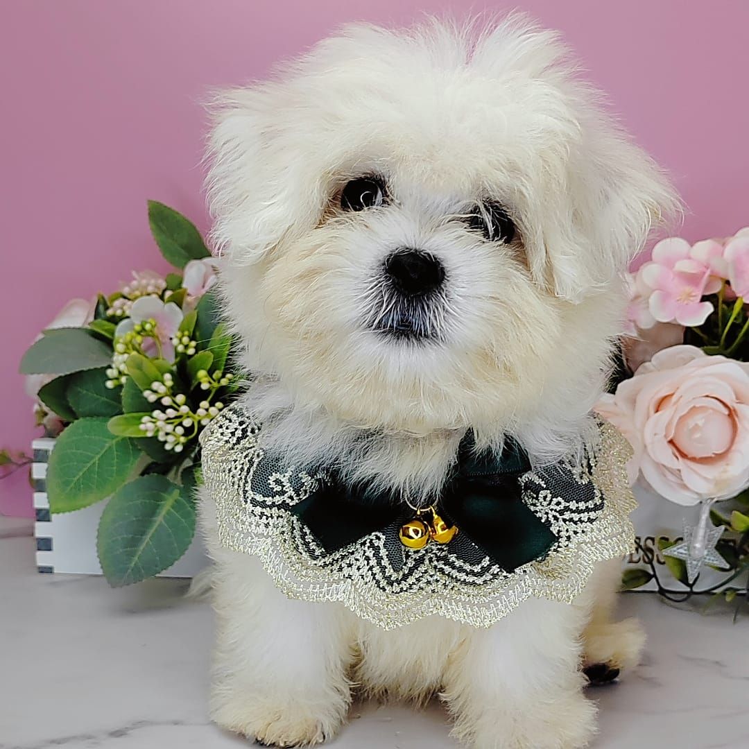 Maltese 马尔济斯