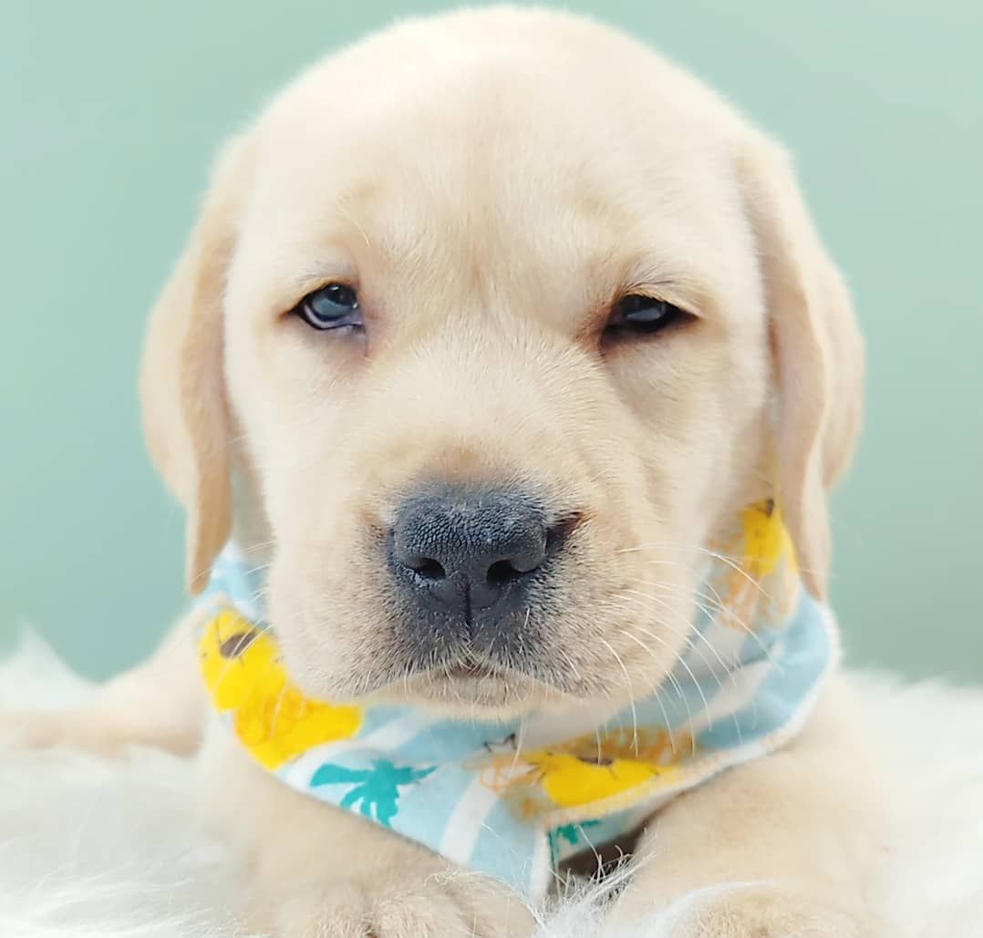 Labrador Retriever 拉布拉多
