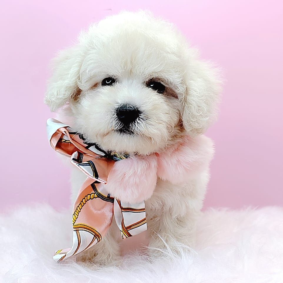 Poodle 娉拌开璐靛