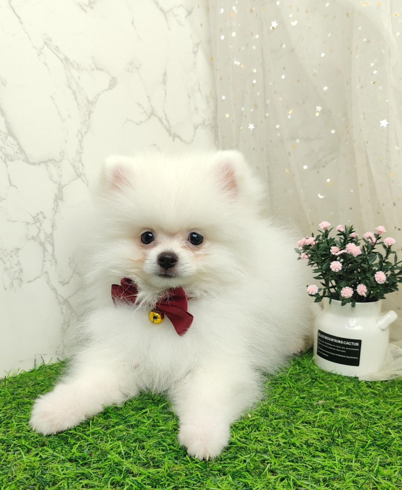 Pomeranian 博美
