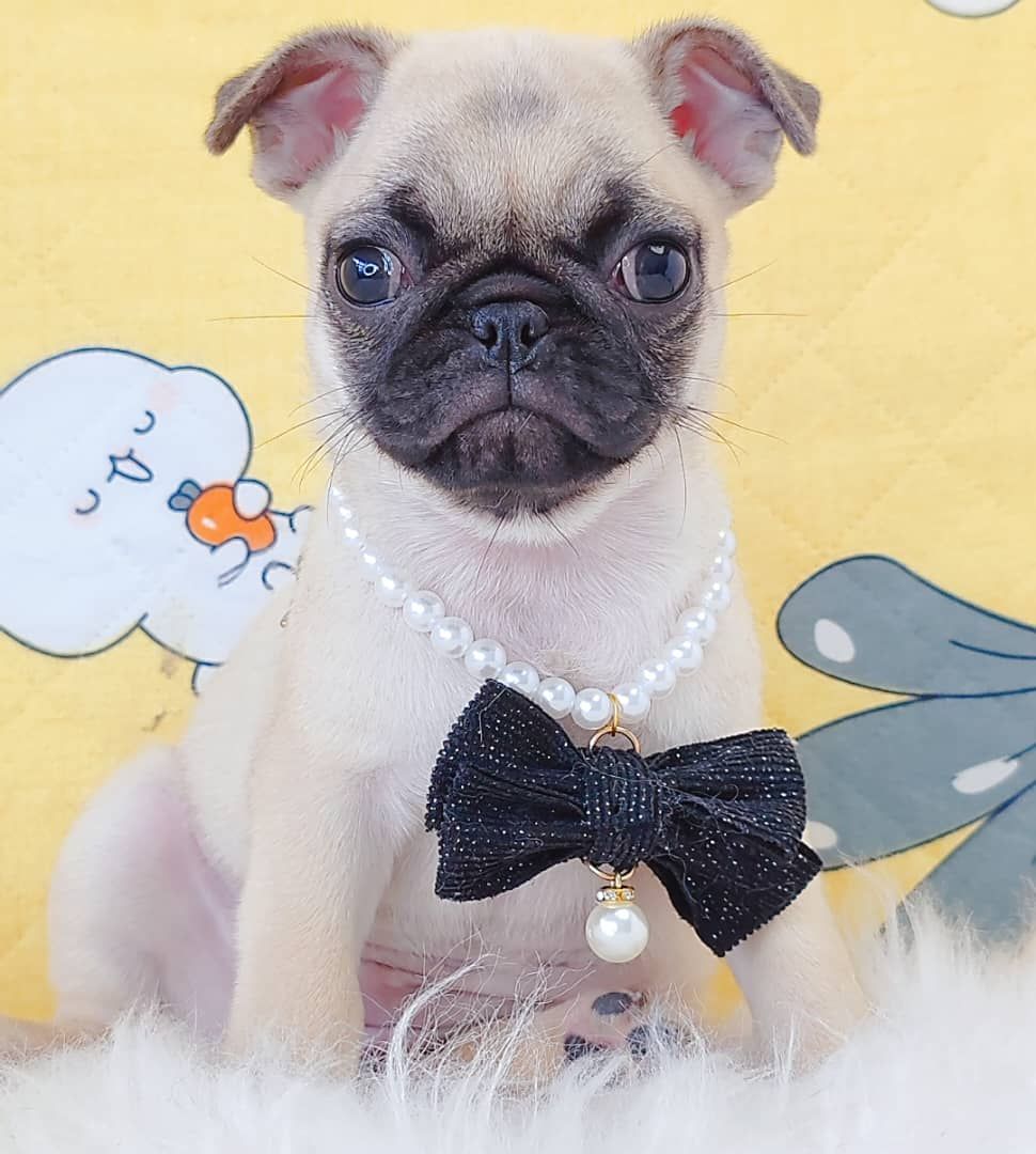 Pug 巴哥