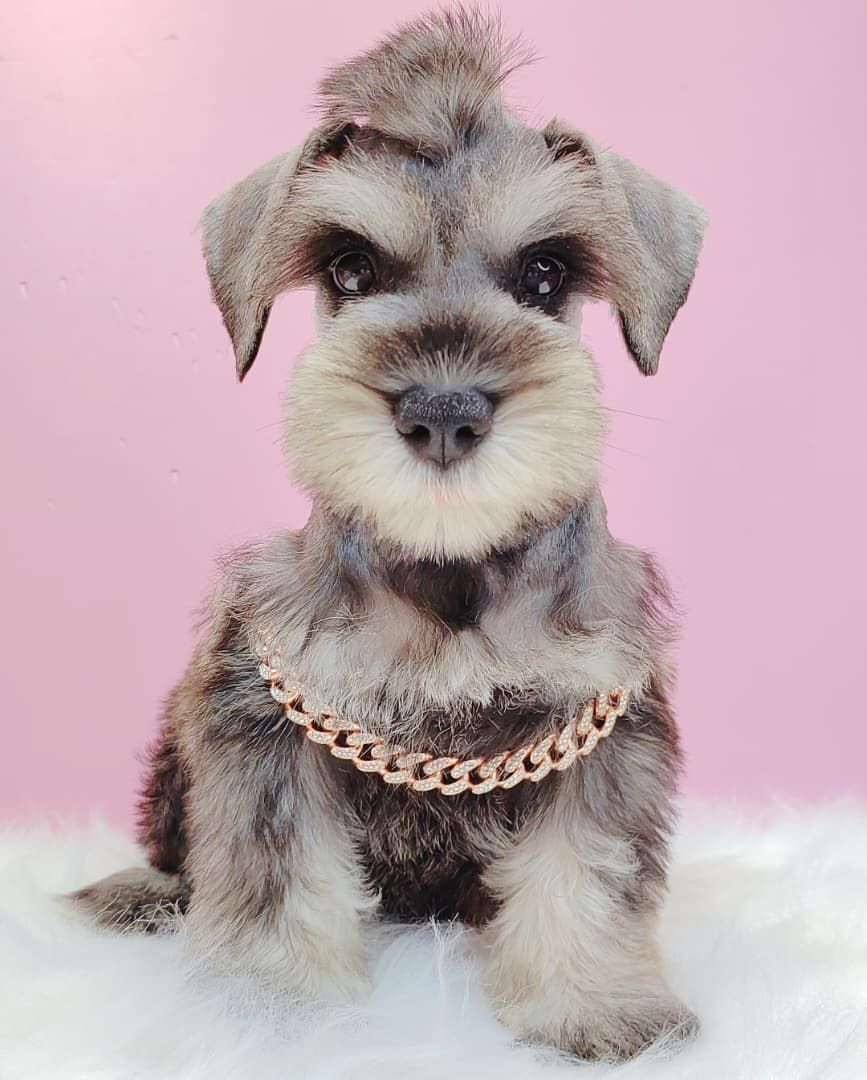 Schnauzer 雪纳瑞