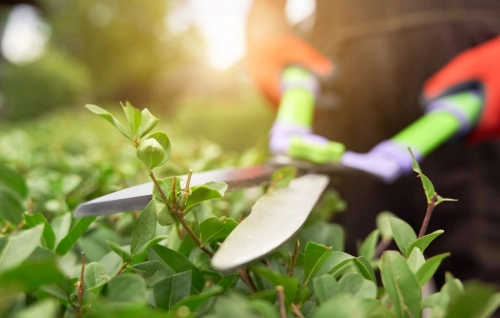 Landscape Maintenance Services & Tree Cutting Services