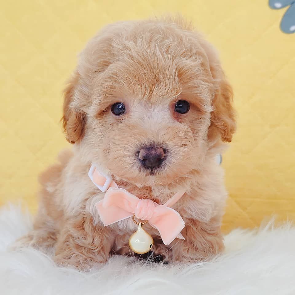 Maltipoo 马尔泰迪