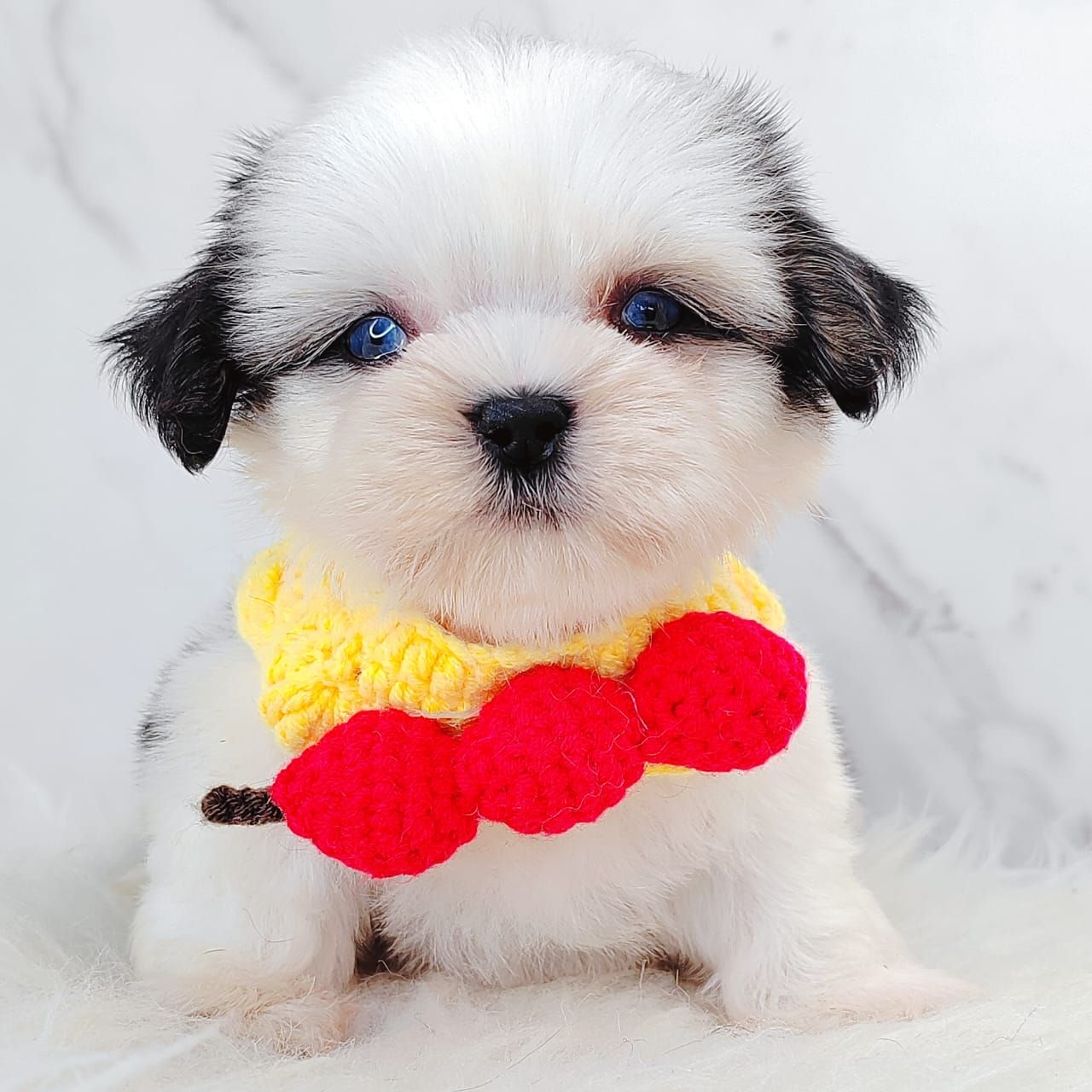 Shih Tzu 西施