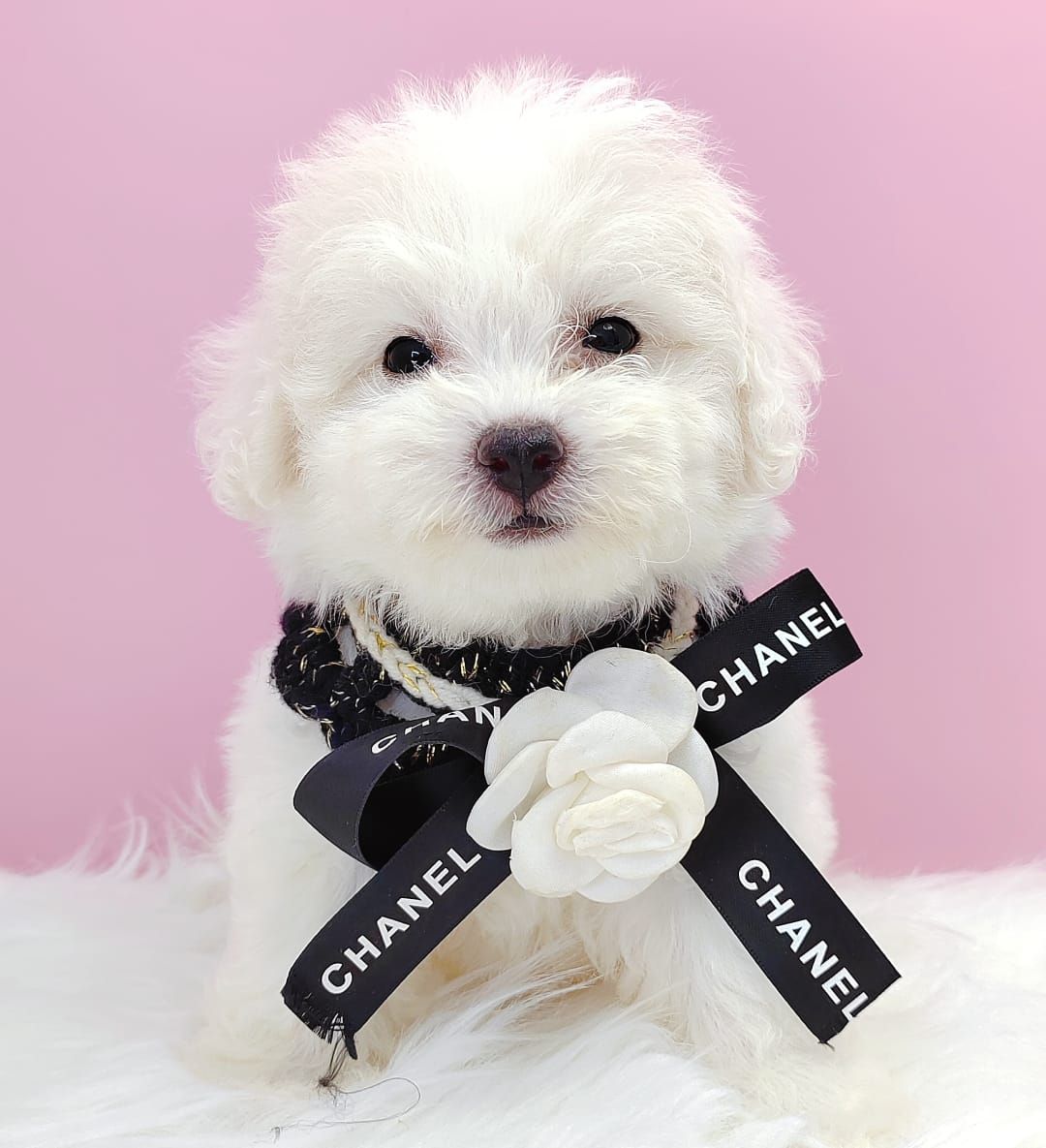 Poodle 娉拌开璐靛