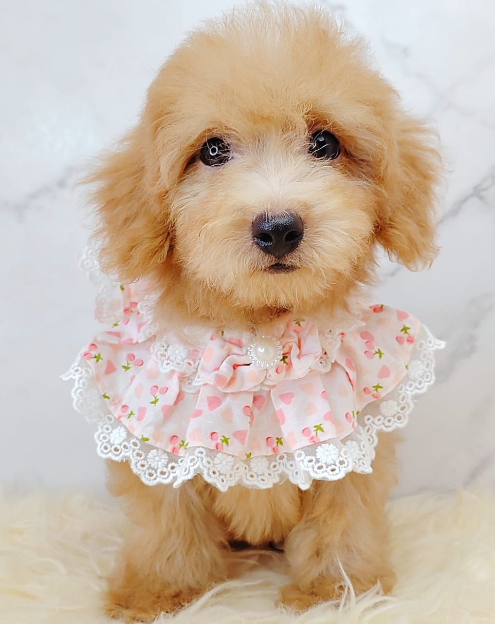 Poodle 娉拌开璐靛