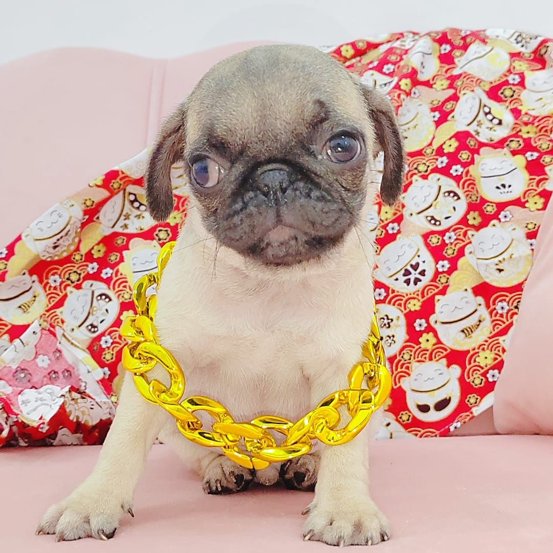Pug 巴哥