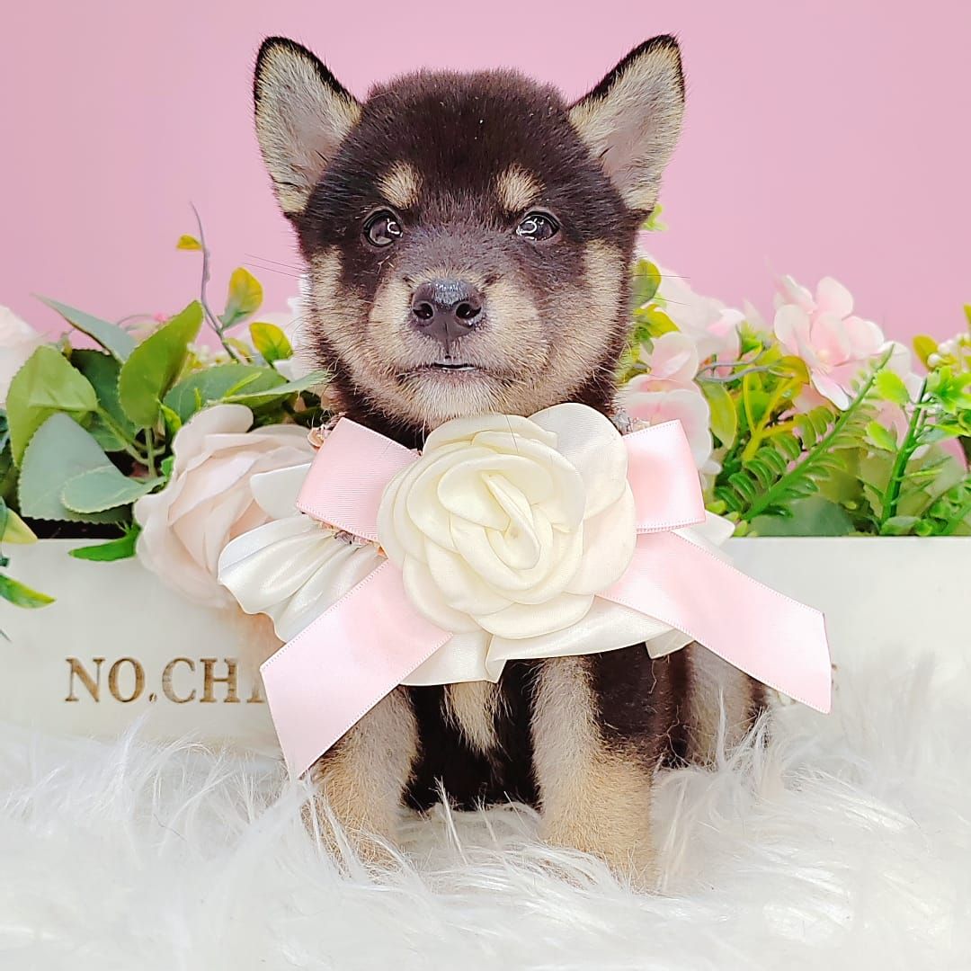 Shiba Inu 柴犬