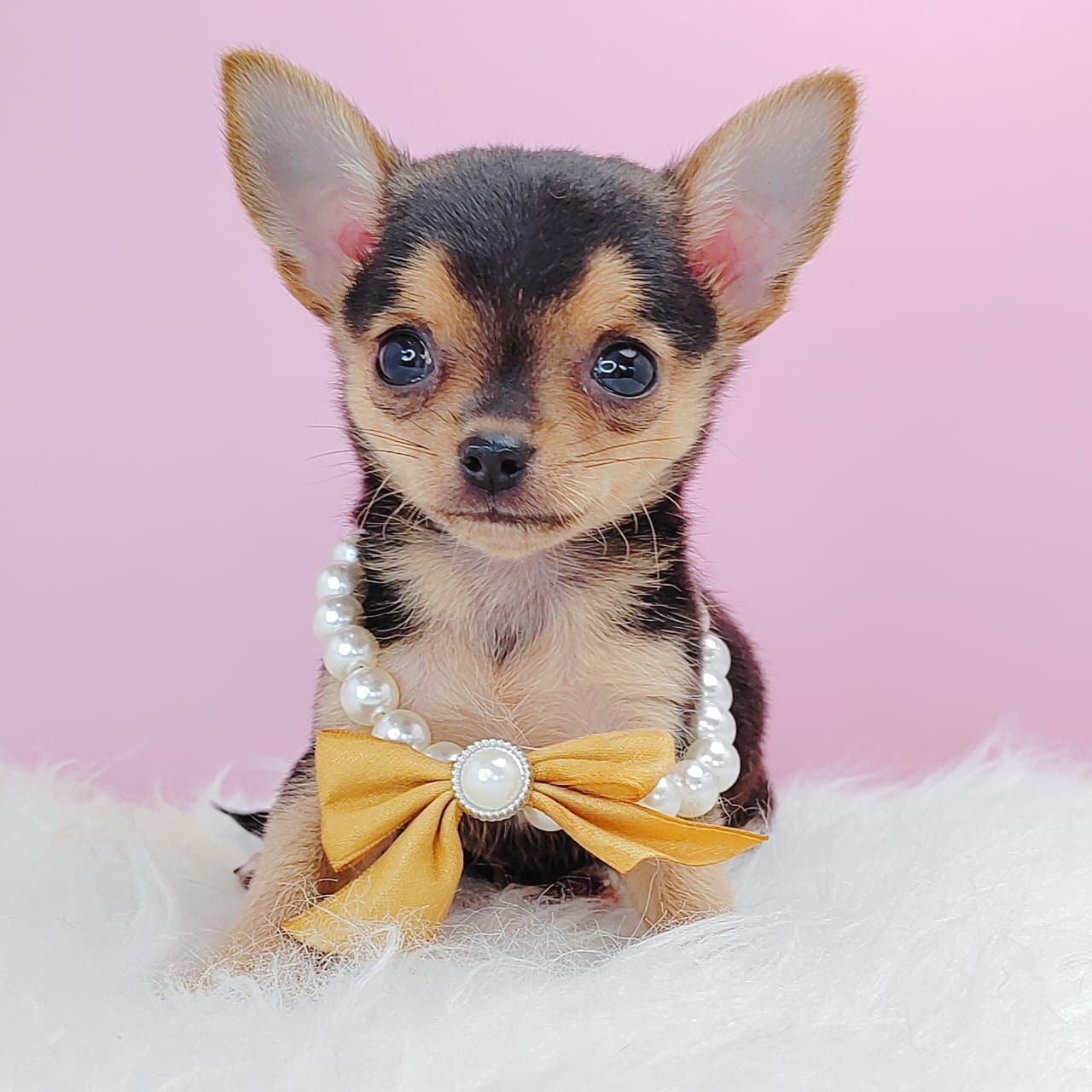 Chihuahua 吉娃娃