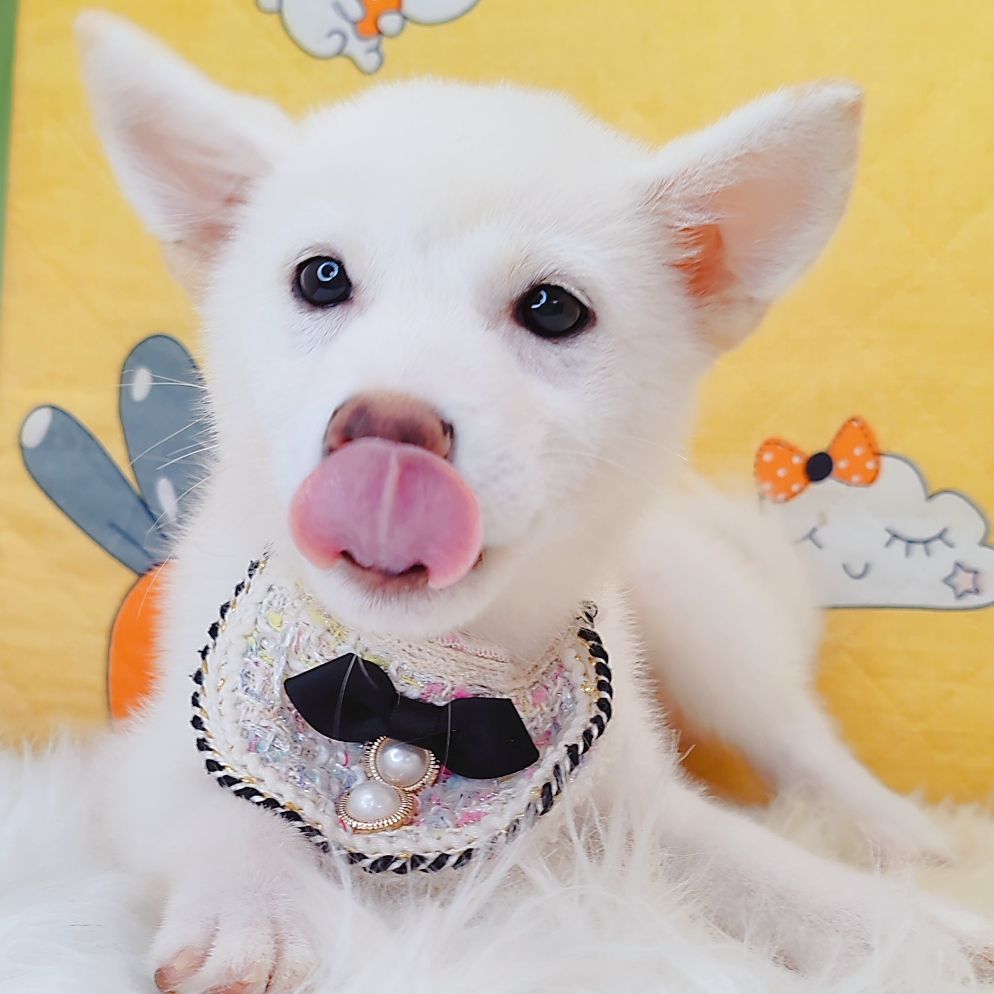 Shiba Inu 柴犬