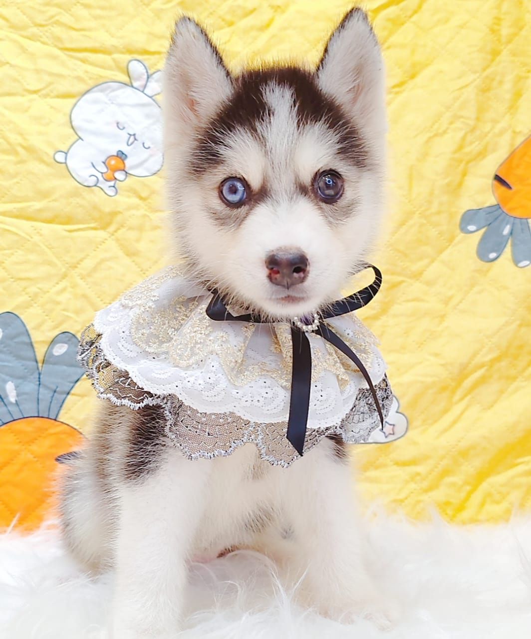 Pomsky 博士奇