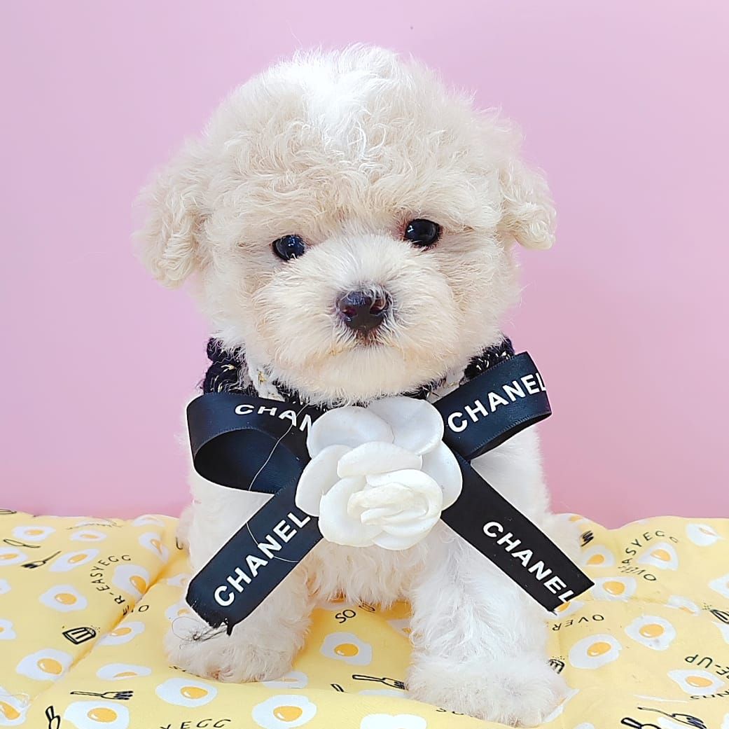 Poodle 娉拌开璐靛