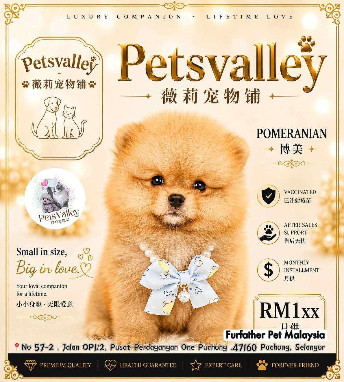 Pomeranian 博美