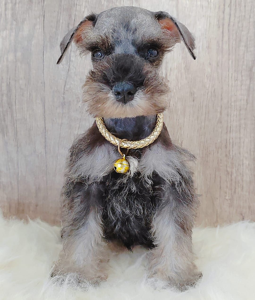 Schnauzer 雪纳瑞