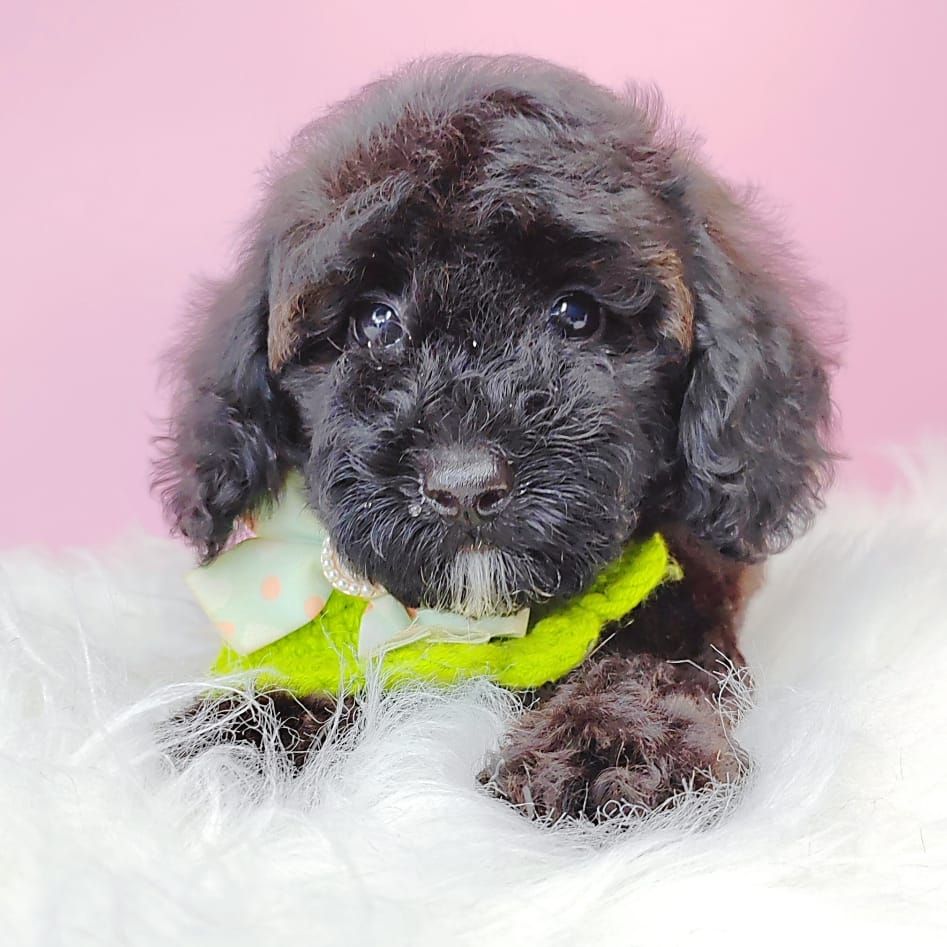 Poodle 娉拌开璐靛