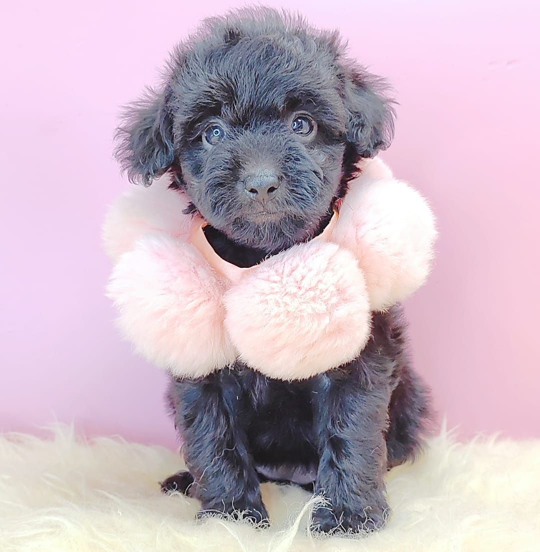 Poodle 娉拌开璐靛