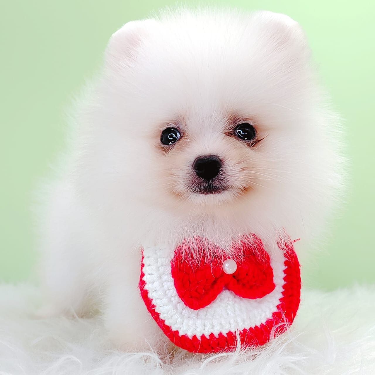 Pomeranian 博美