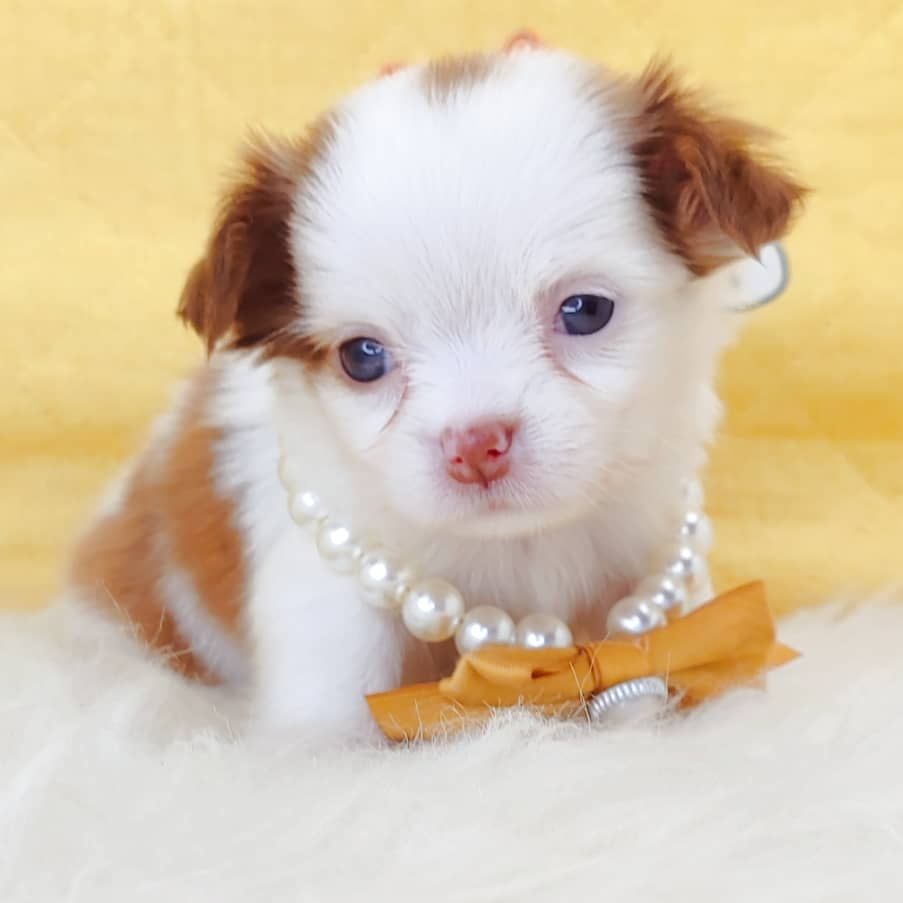 Chihuahua 吉娃娃