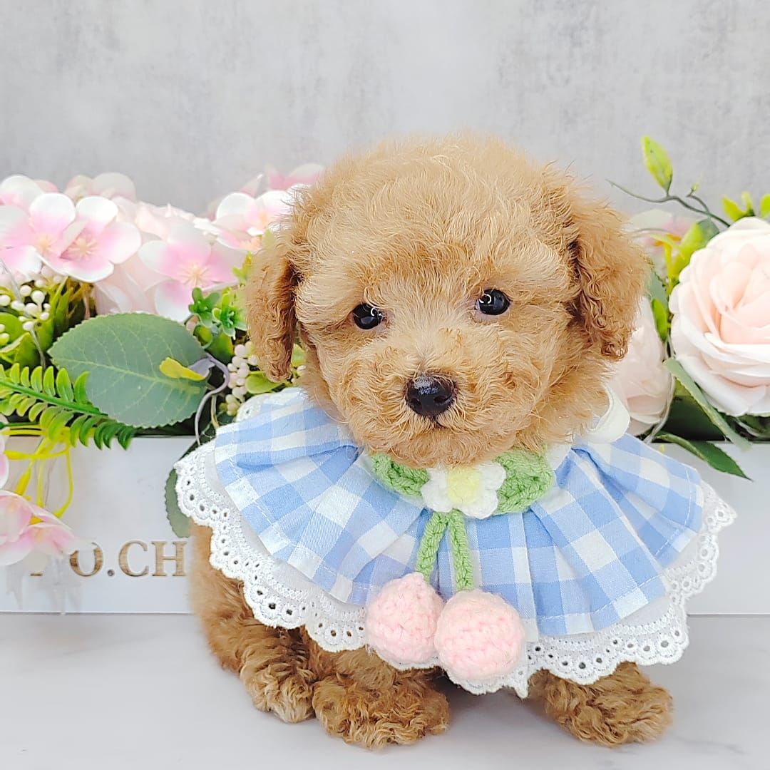 Poodle 娉拌开璐靛