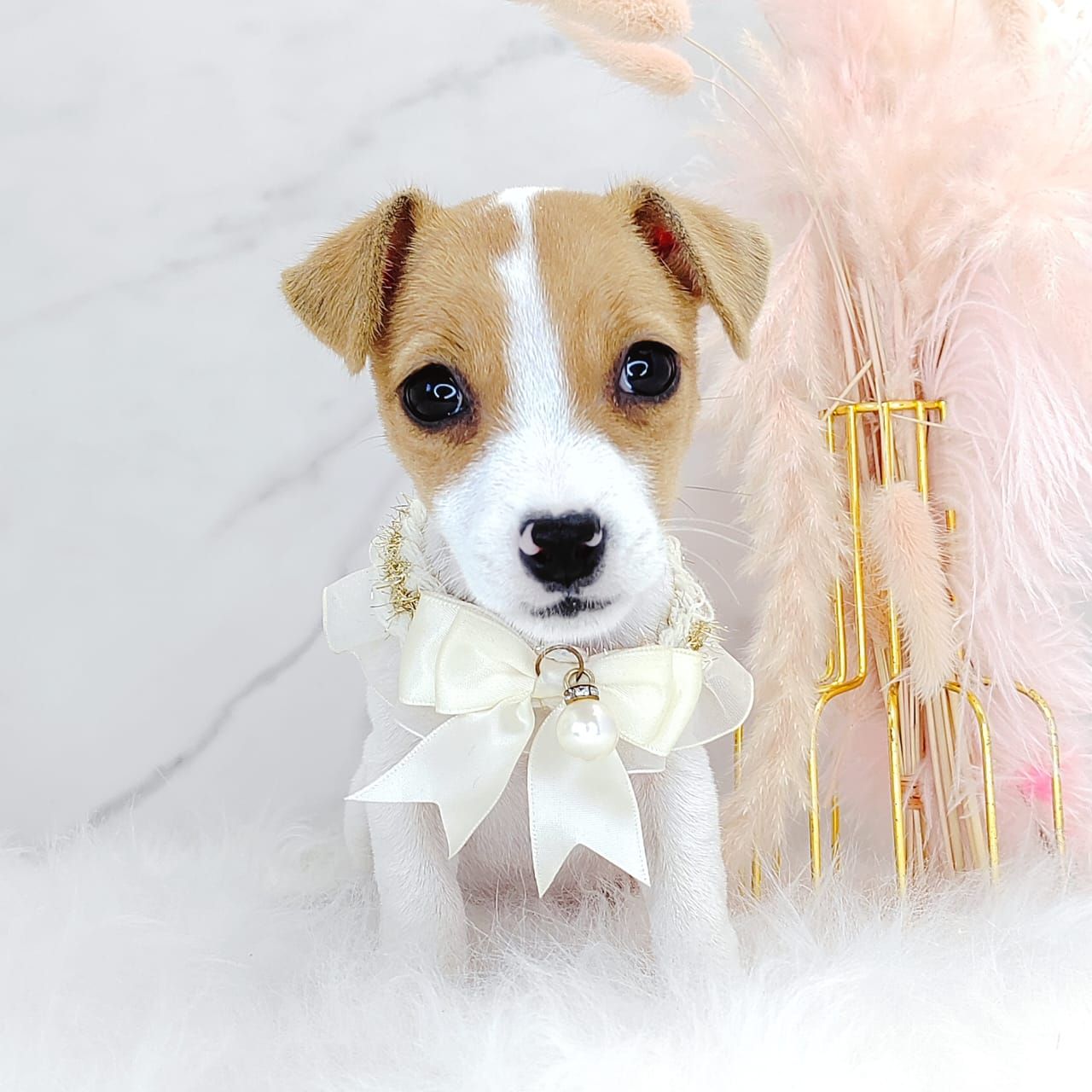 Jack Russell Terrier 杰克罗素梗