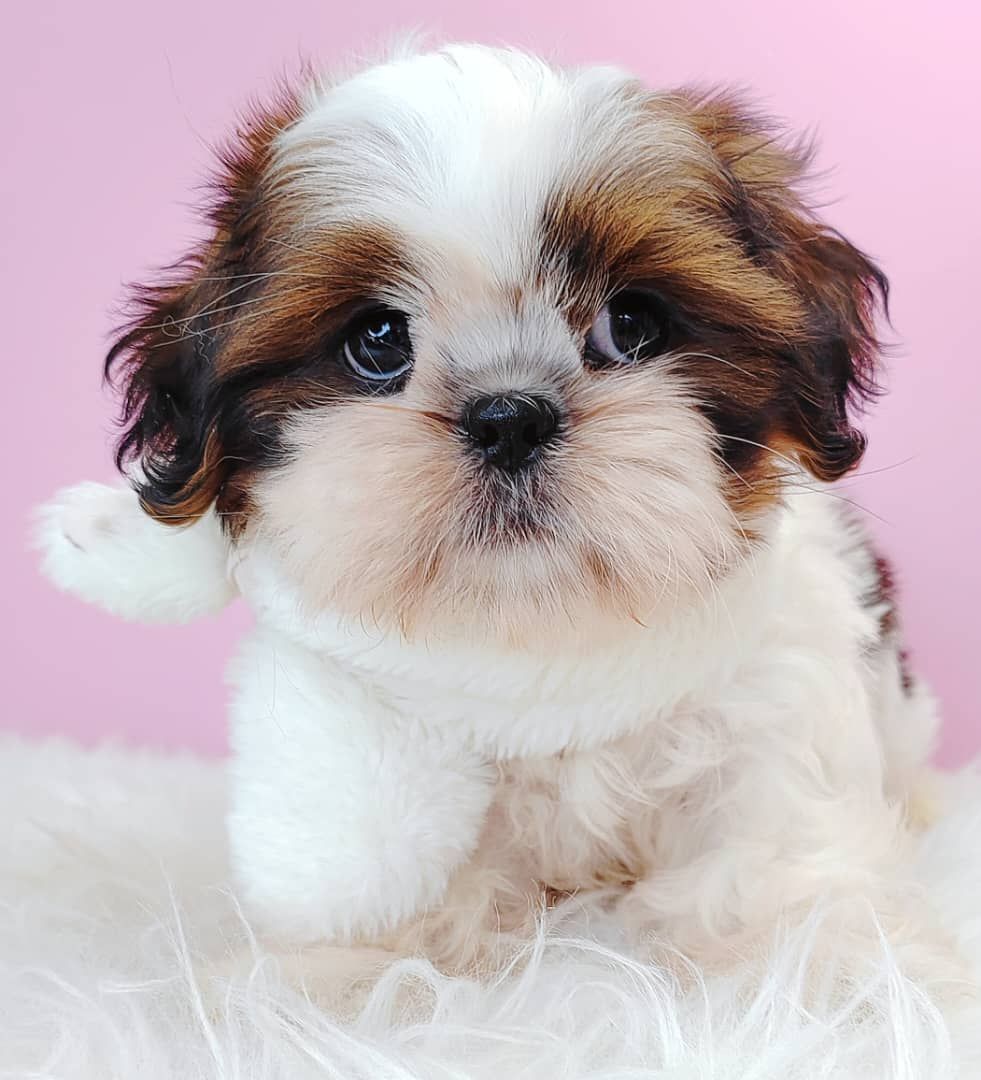 Shih Tzu 西施