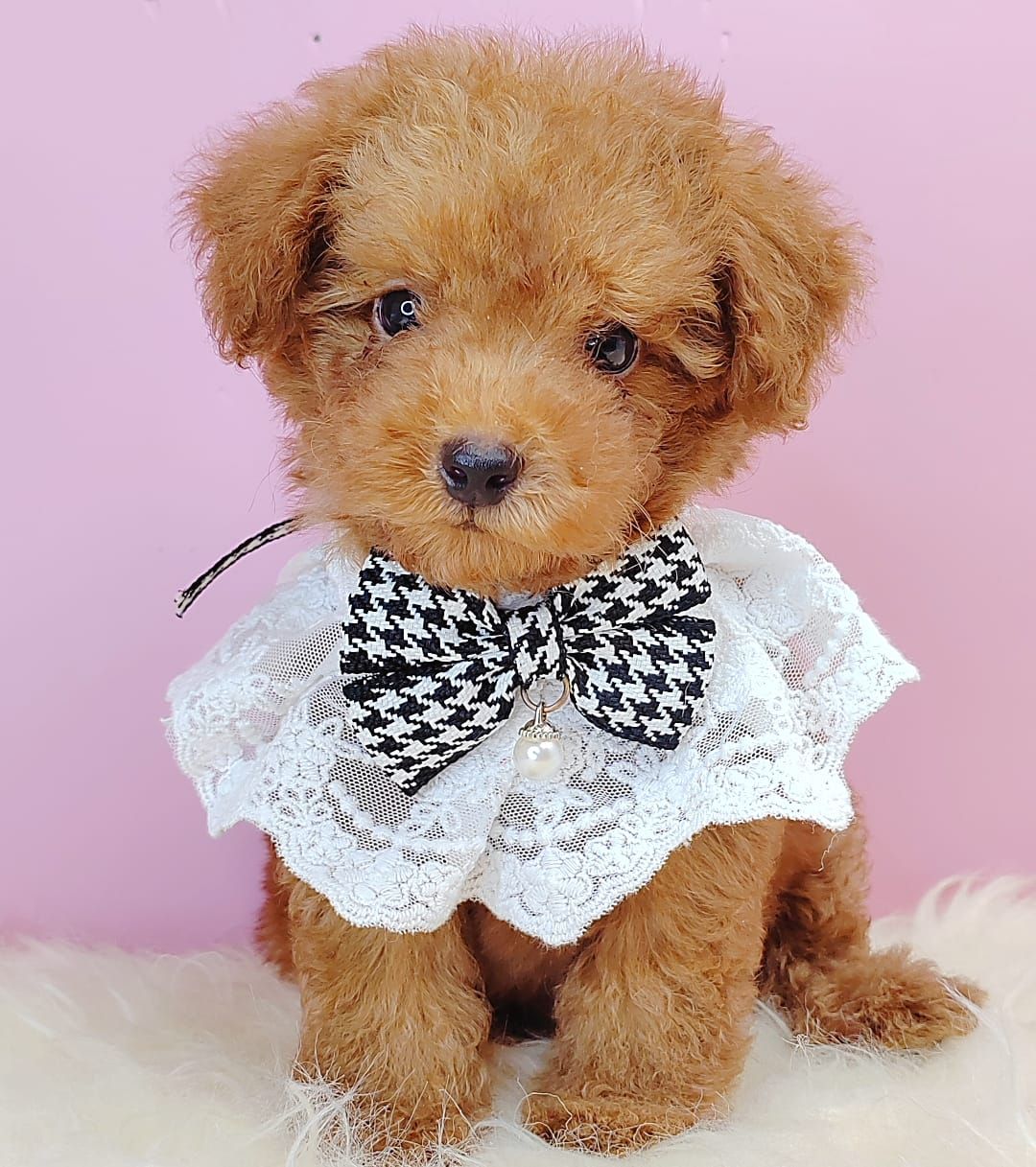  Poodle 娉拌开璐靛