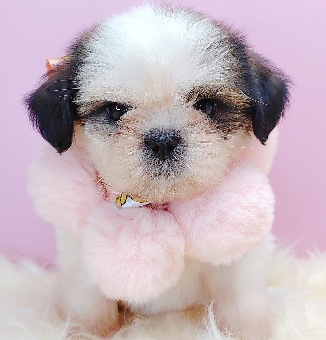 Shih Tzu 西施
