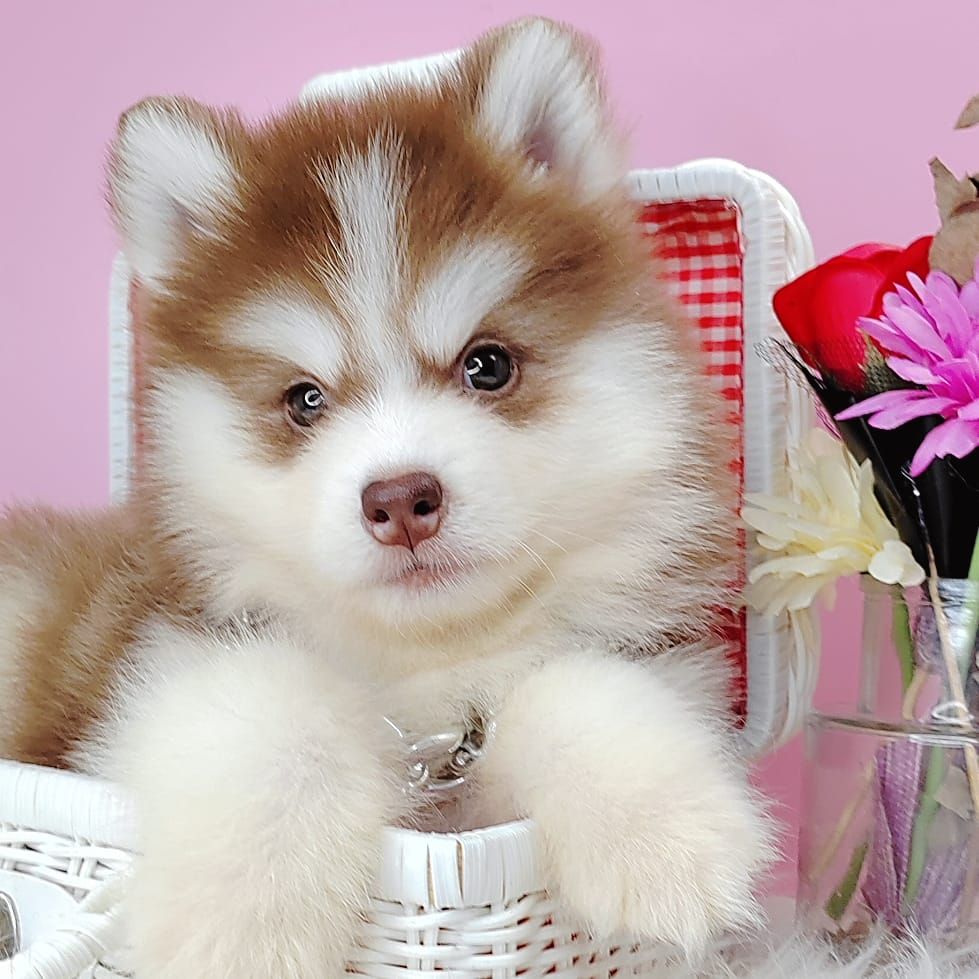 Wooly Husky 哈士奇