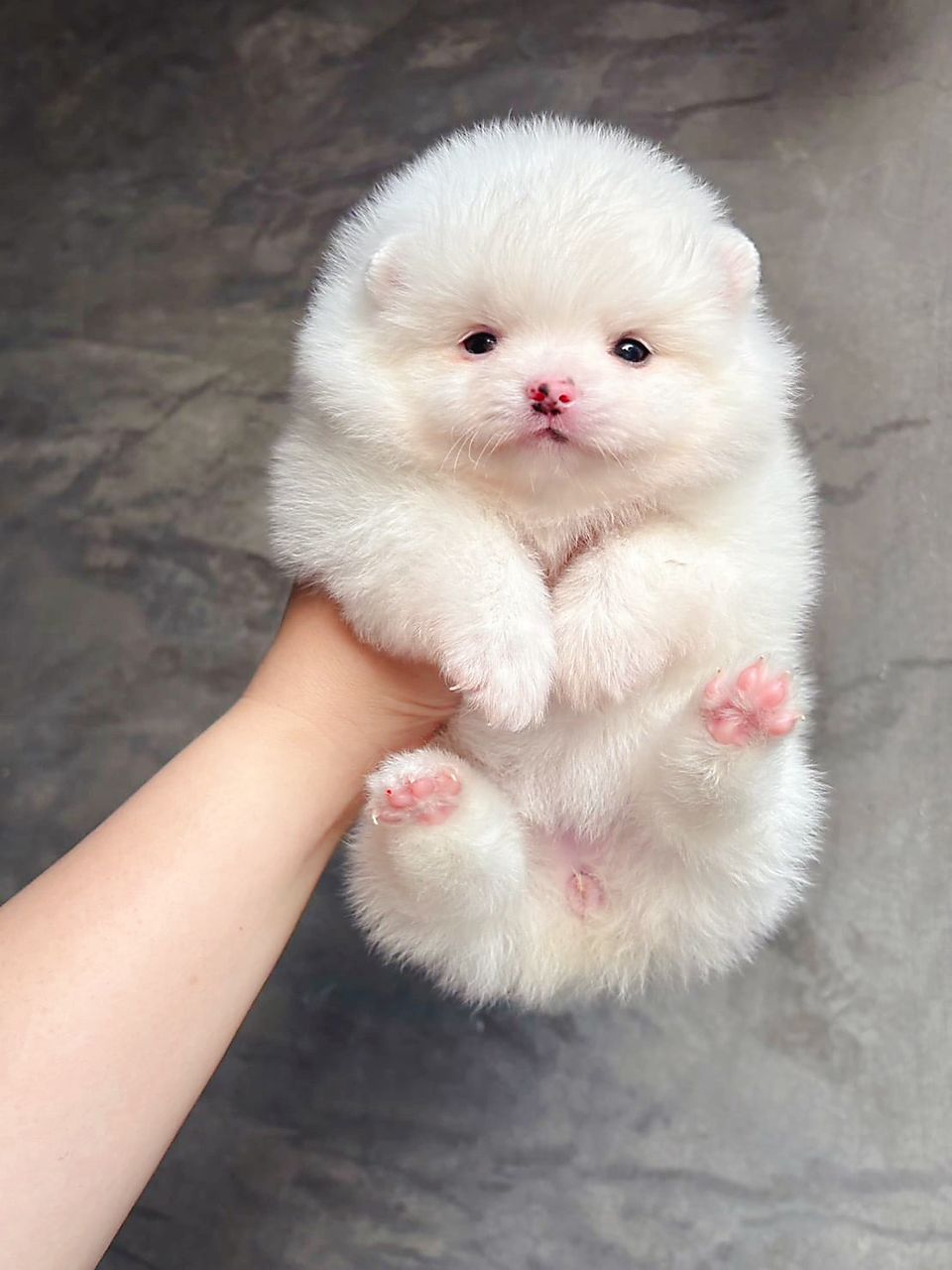 Pomeranian 博美